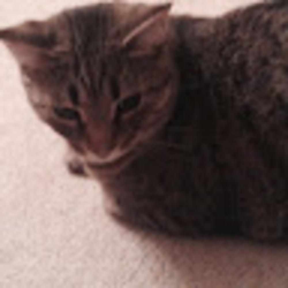 Meet your Posher, Leothecat
